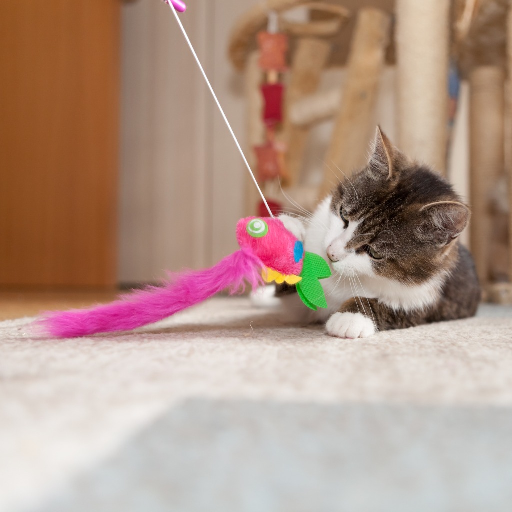 Hauskatzen – Spielen und Beschäftigen