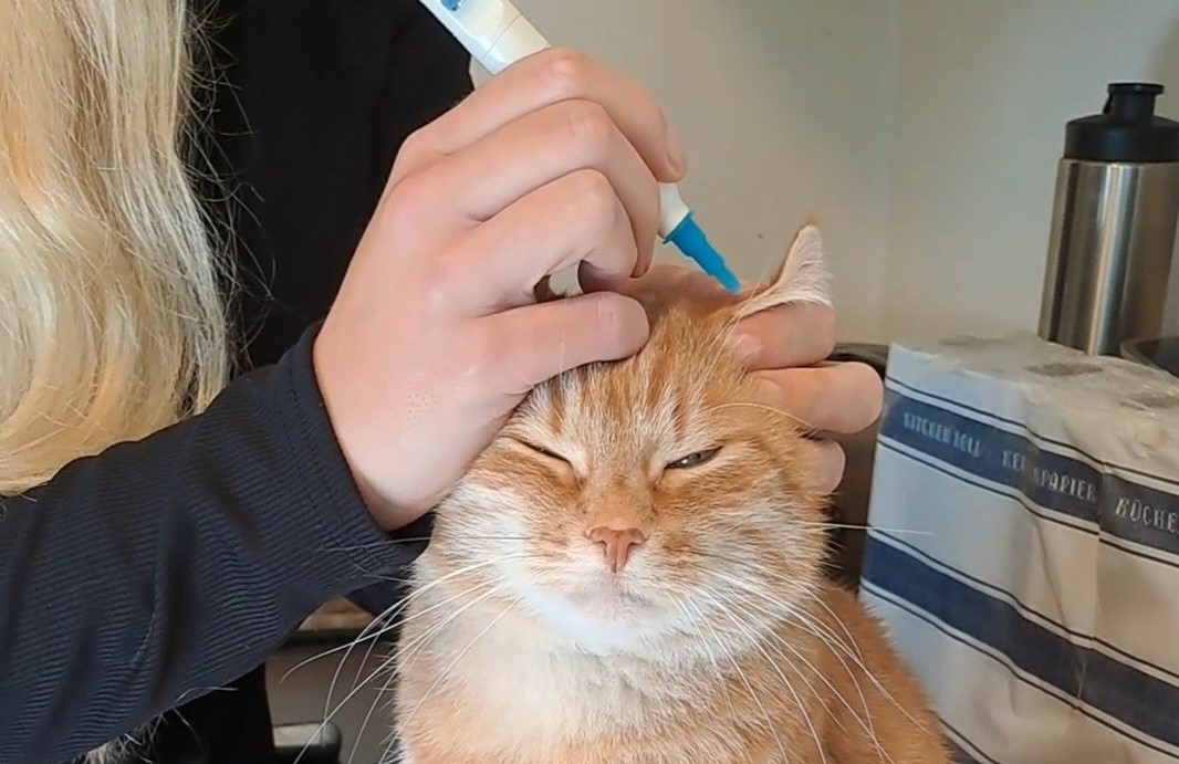 Saskia, Katzensitter in Berlin, misst den Blutzucker bei Kater Diego.