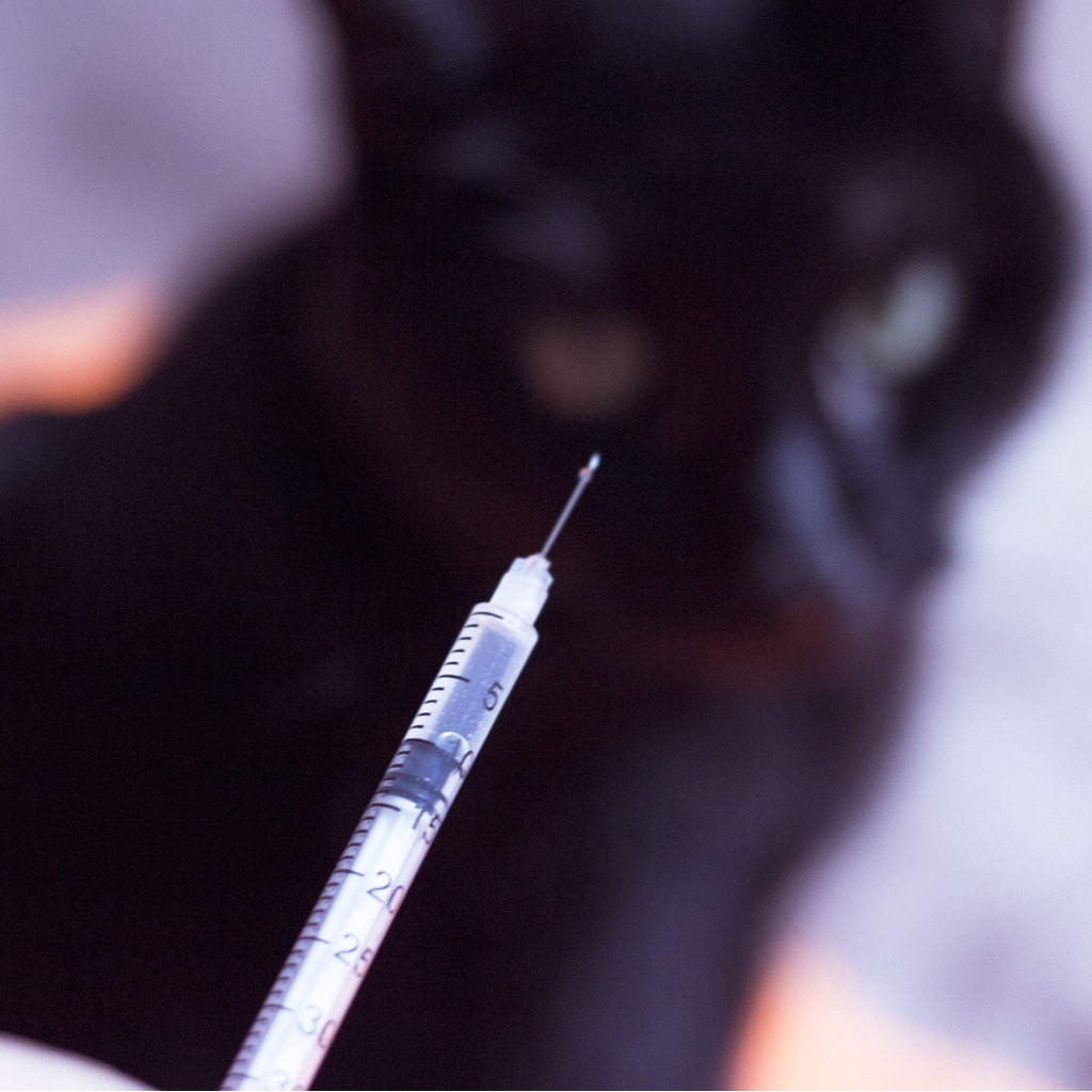 Katzen-Diabetes: Symptome erkennen & richtig behandeln