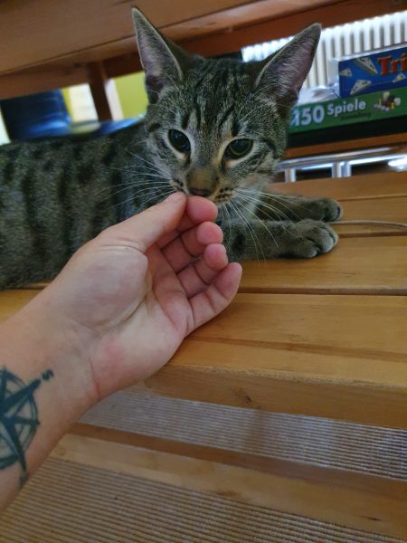 Auf dem Bild sieht man Katzensitter Berlin mit getigerter Katze