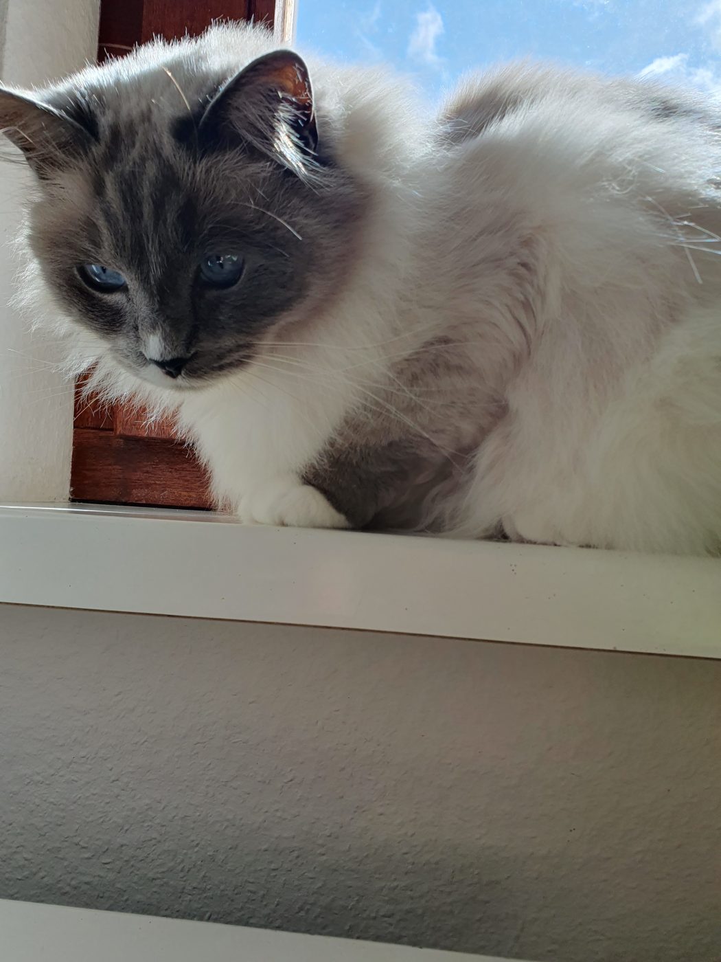 Auf dem Bild sieht man eine Ragdoll Katze betreut von Purrfect mobile Katzenbetreuung Katzensitter Berlin