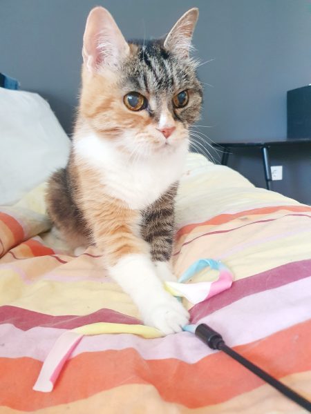 Auf dem Bild sieht man BKH Glückskatze Tricolor am spielen mit Katzensitter von Purrfect mobile Katzenbetreuung aus Berlin