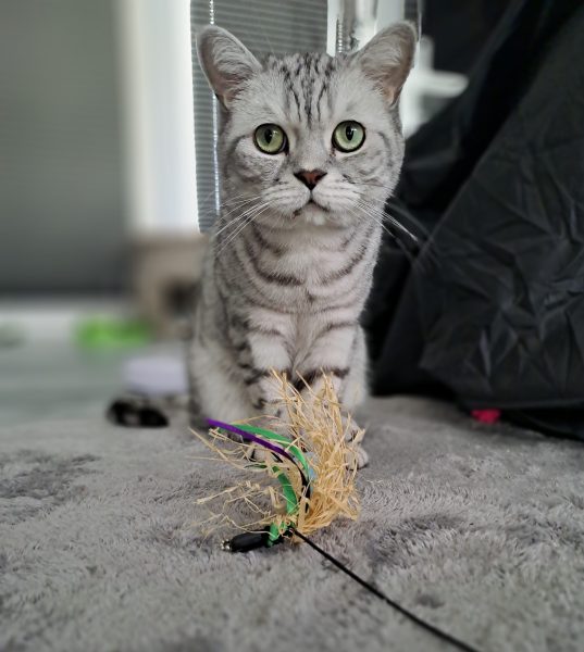 Auf dem Bild sieht man Silver-Tabby BKH Katze betreut von Katzensitter Purrfect mobile Katzenbetreuung