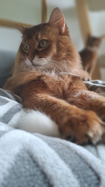 Auf dem Bild sieht man Somali Katze betreut von dem Katzensitter Purrfect mobile Katzenbetreuung