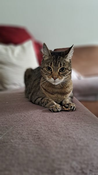 Auf dem Bild sieht man Bengal-Mix betreut von dem Katzensitter Purrfect mobile Katzenbetreuung