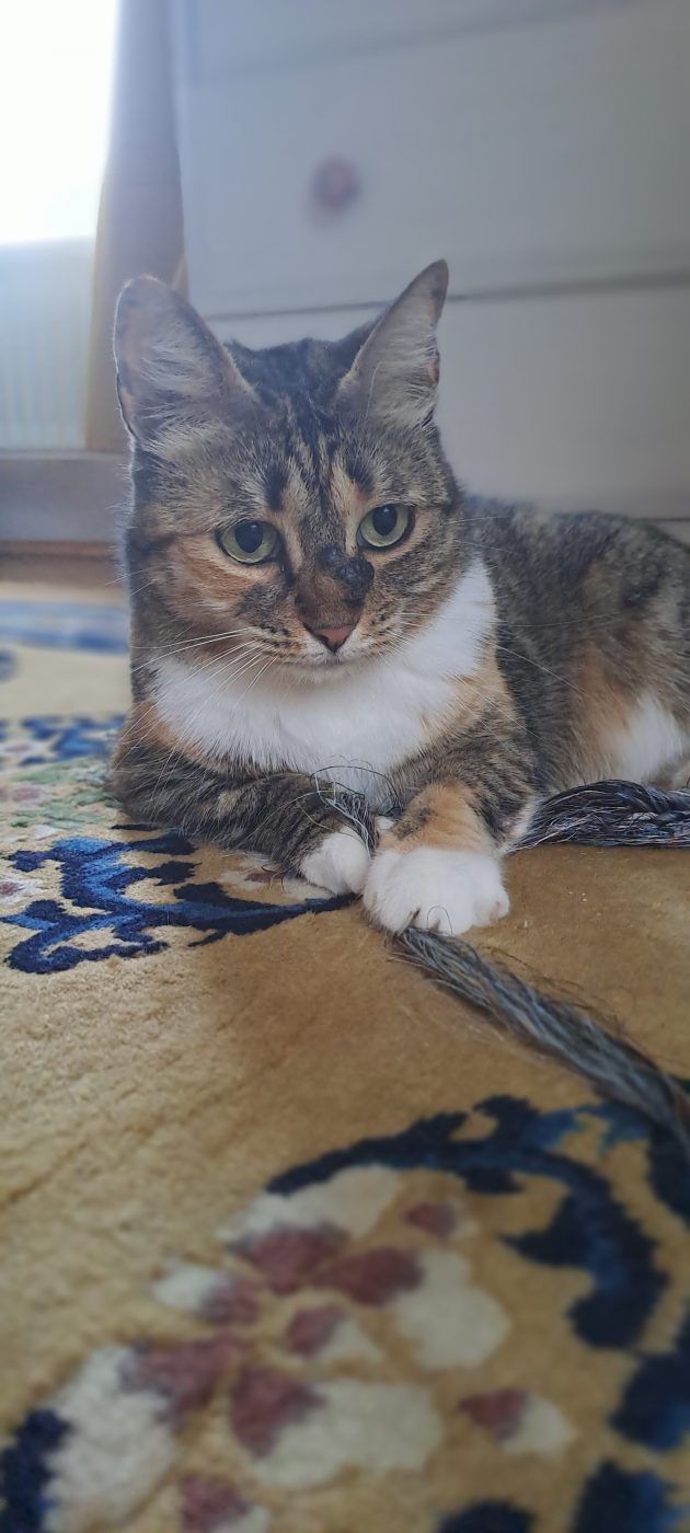 Auf dem Bild sieht man Tabby Katze mit Schnur, spielen mit Katzensitter Purrfect mobile Katzenbetreuung