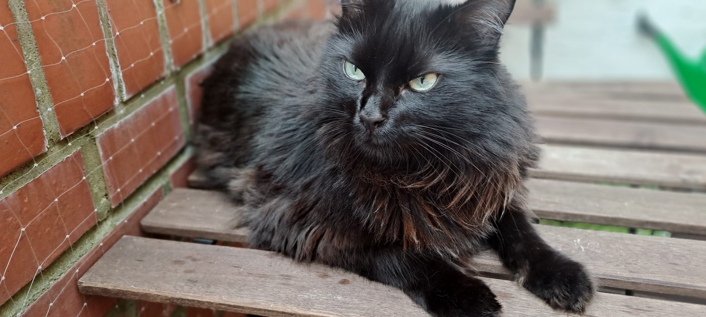 Auf dem Foto sieht man Norwegische Katze Mix betreut von dem Katzensitter aus Berlin Purrfect mobile Katzenbetreuung