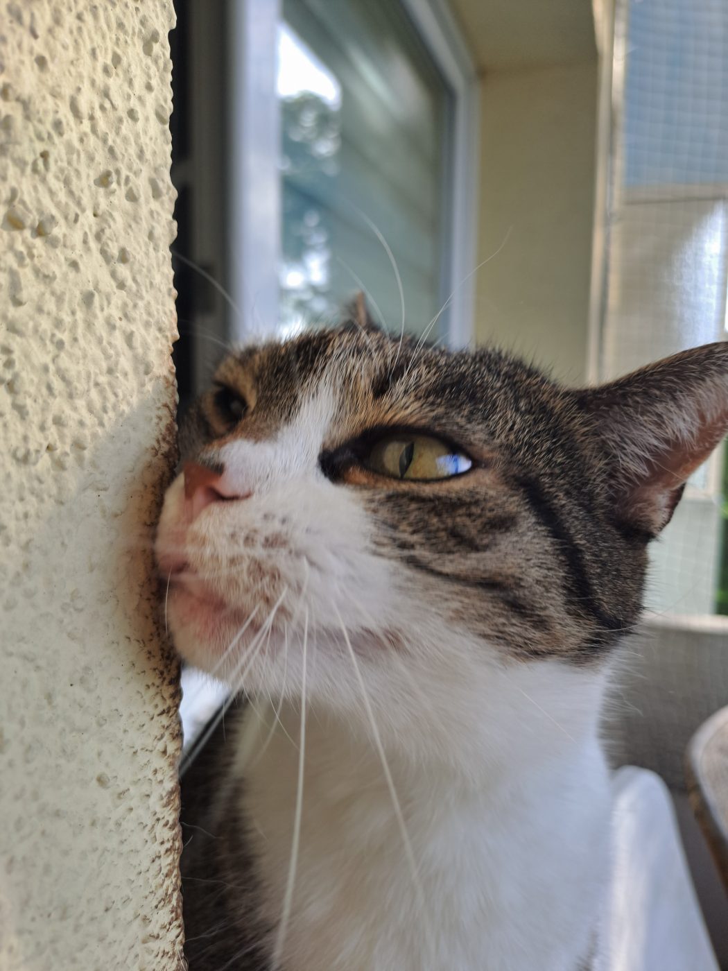 Auf dem Bild sieht man grau weiße Katze betreut von dem Katzensitter aus Berlin Purrfect mobile Katzenbetreuung