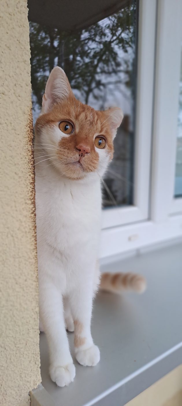 Auf dem Bild sieht man weiß roten Kater betreut von Purrfect mobile Katzenbetreuung