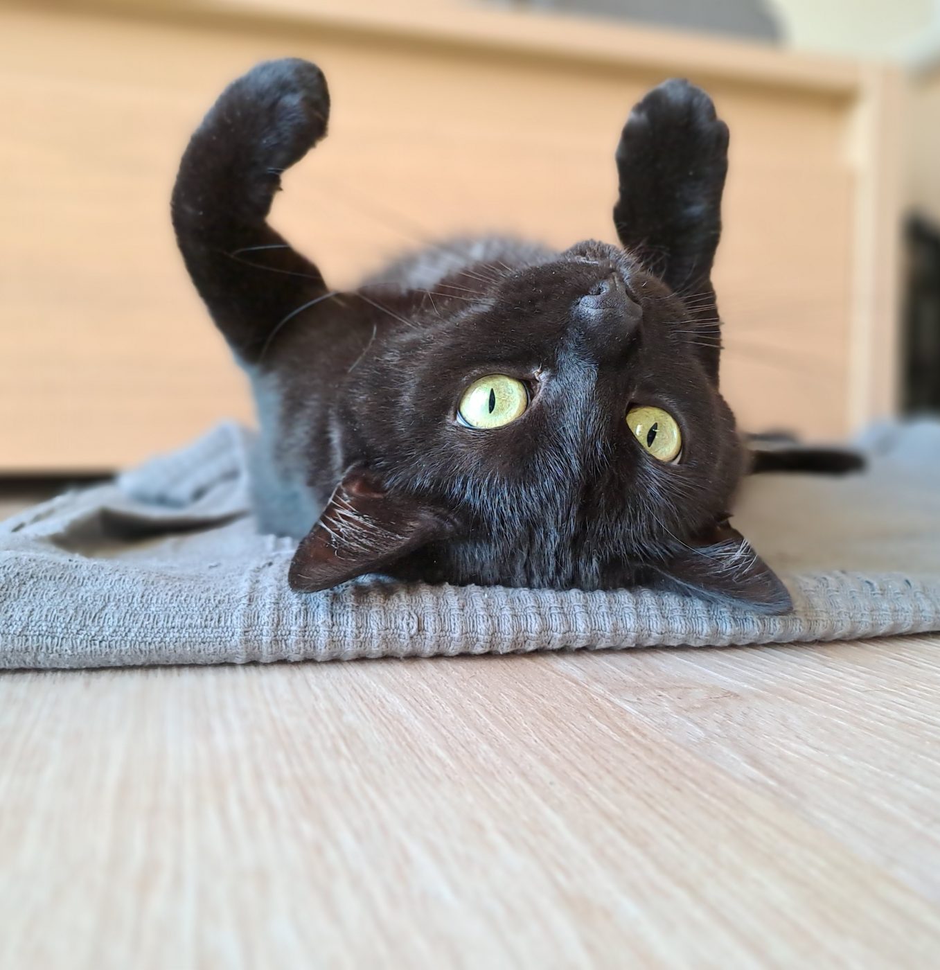 Auf dem Bild sieht man eine schwarze Katze liegend auf dem Rücken betreut von dem Katzensitter Purrfect mobile Katzenbetreuung Berlin