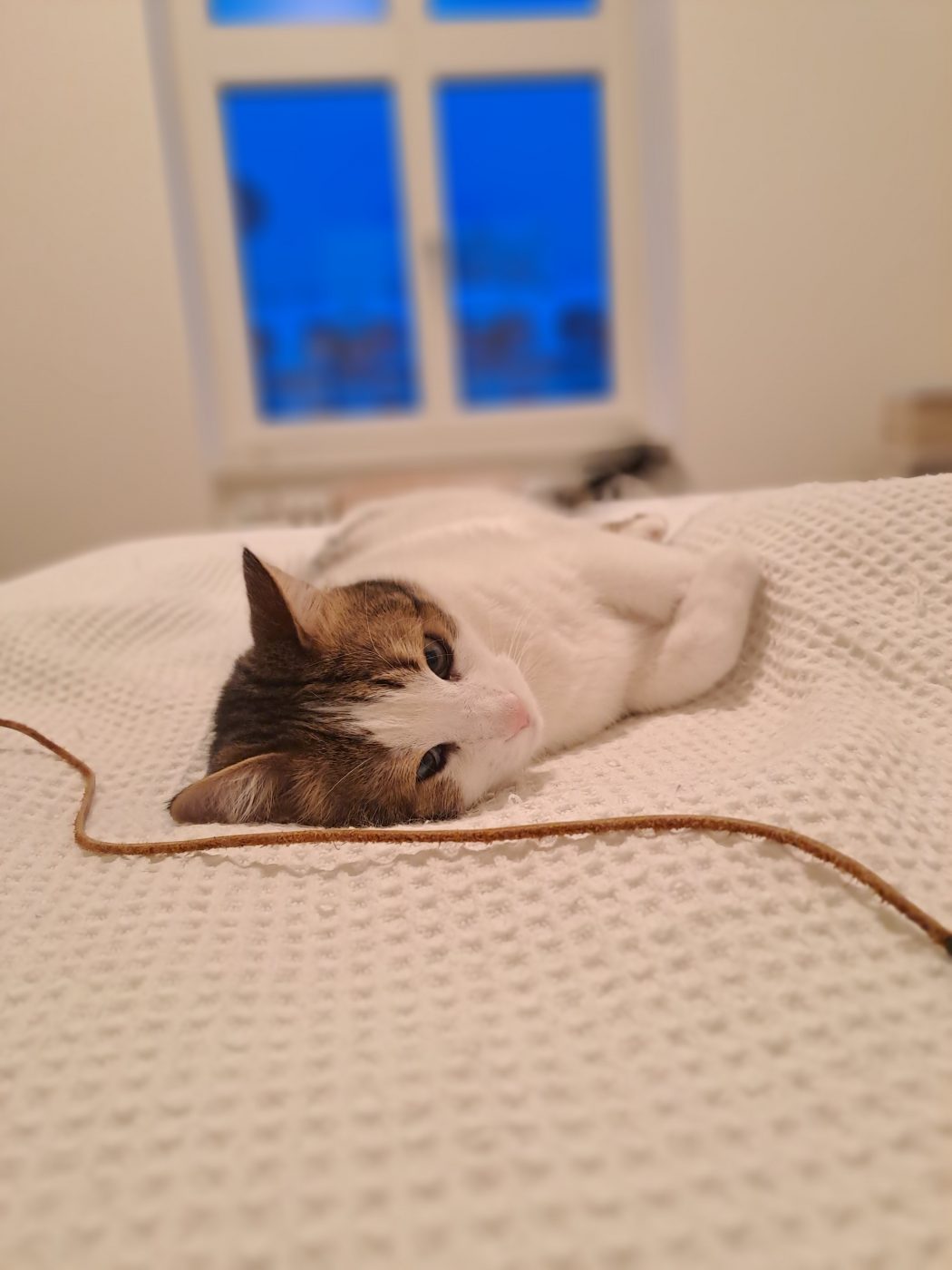 Auf dem Bild sieht man eine weiße Katze entspannt liegend auf dem Bett, betreut von dem Katzensitter Purrfect mobile Katzenbetreuung