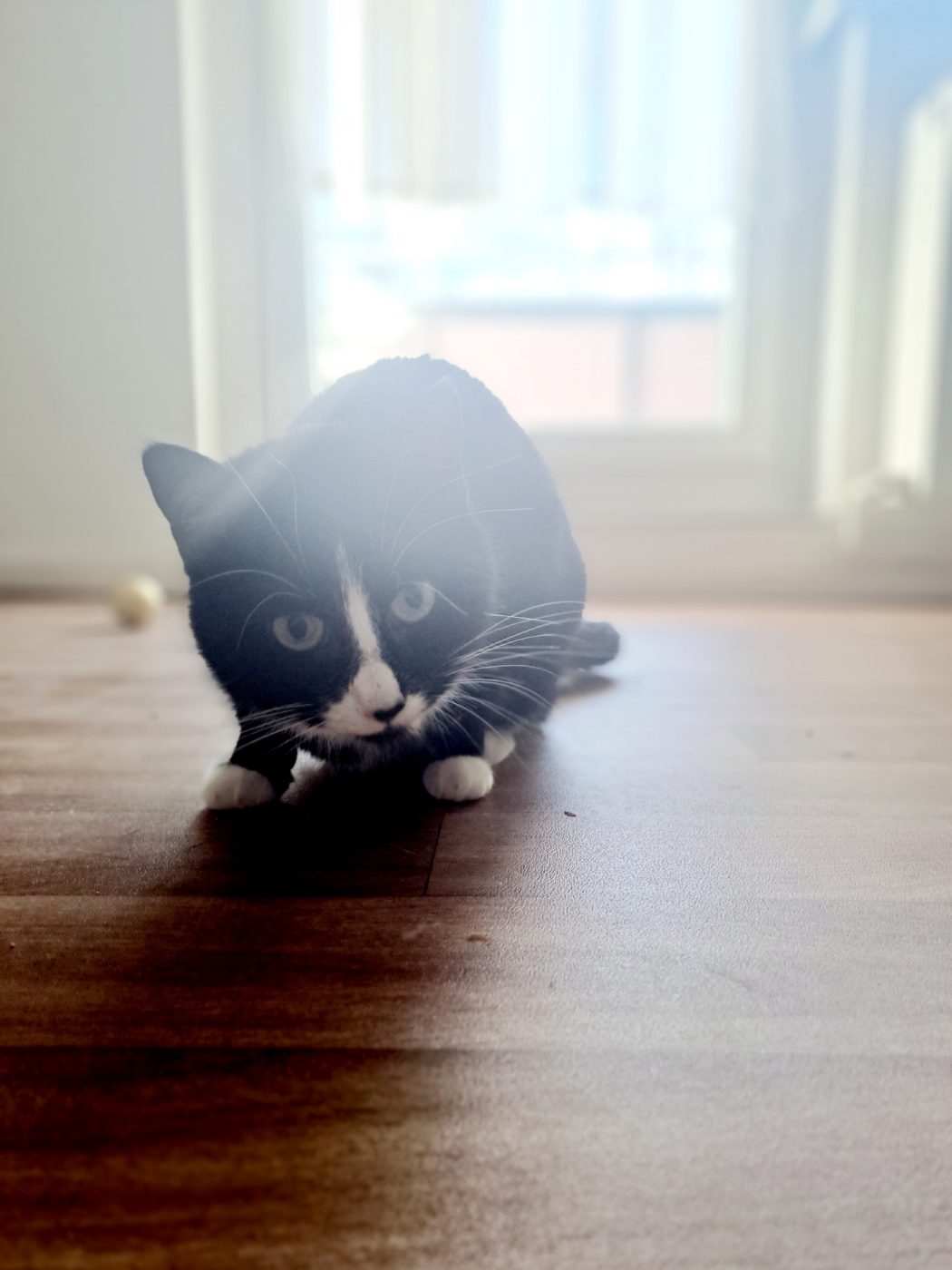 Schwarz weiße Katze betreut von dem Katzensitter Purrfect mobile Katzenbetreuung Berlin