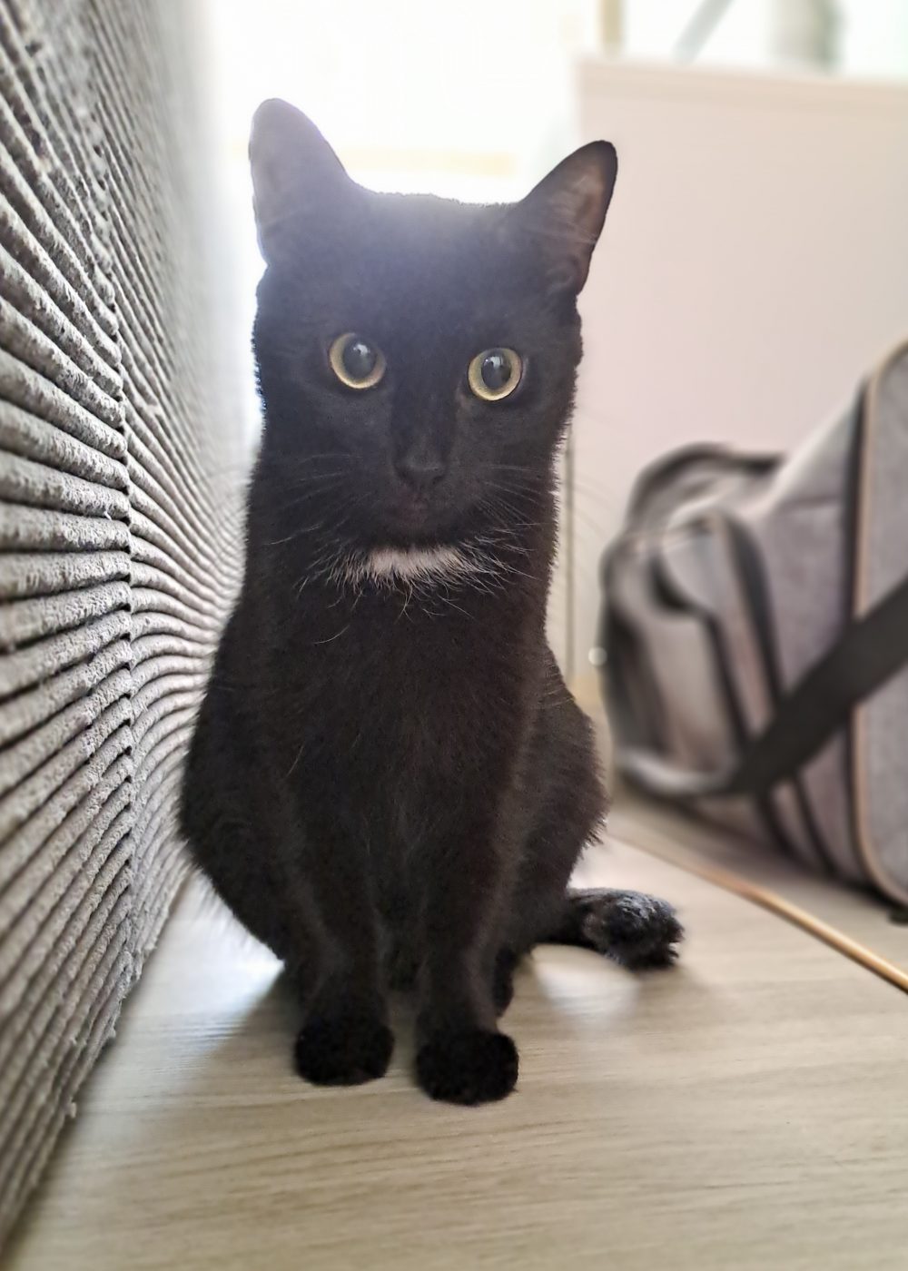 Schwarze Katze betreut von dem Katzensitter Purrfect mobile Katzenbetreuung Berlin