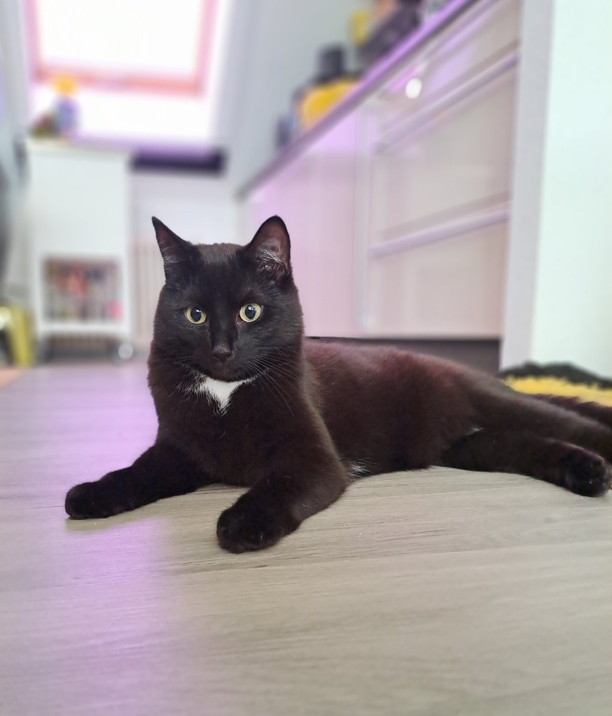 Schwarz weiße Katze betreut von dem Katzensitter Purrfect mobile Katzenbetreuung Berlin