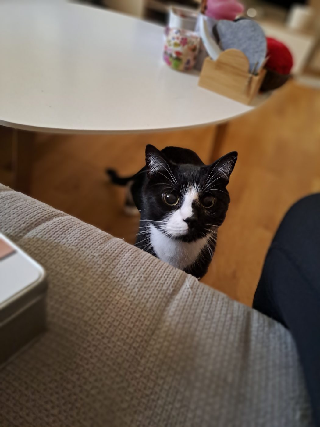 Schwarz weiße Katze betreut von dem Katzensitter Purrfect mobile Katzenbetreuung Berlin