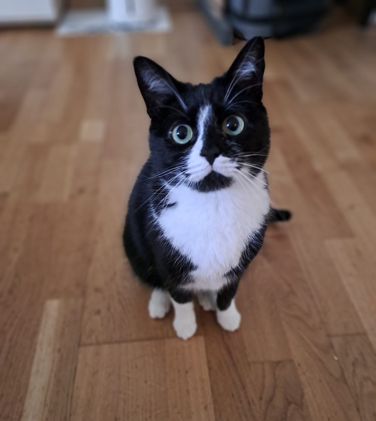 Schwarz weiße Katze betreut von dem Katzensitter Purrfect mobile Katzenbetreuung Berlin