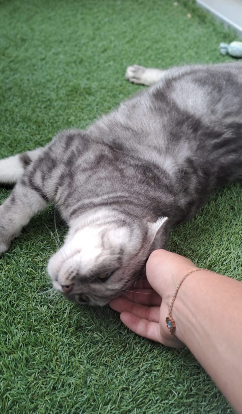 Auf dem Bild sieht man eine british Kurzhaar Katze liegend auf dem Boden, gekuschelt von dem Katzensitter von Purrfect mobile Katzenbetreuung in Berlin