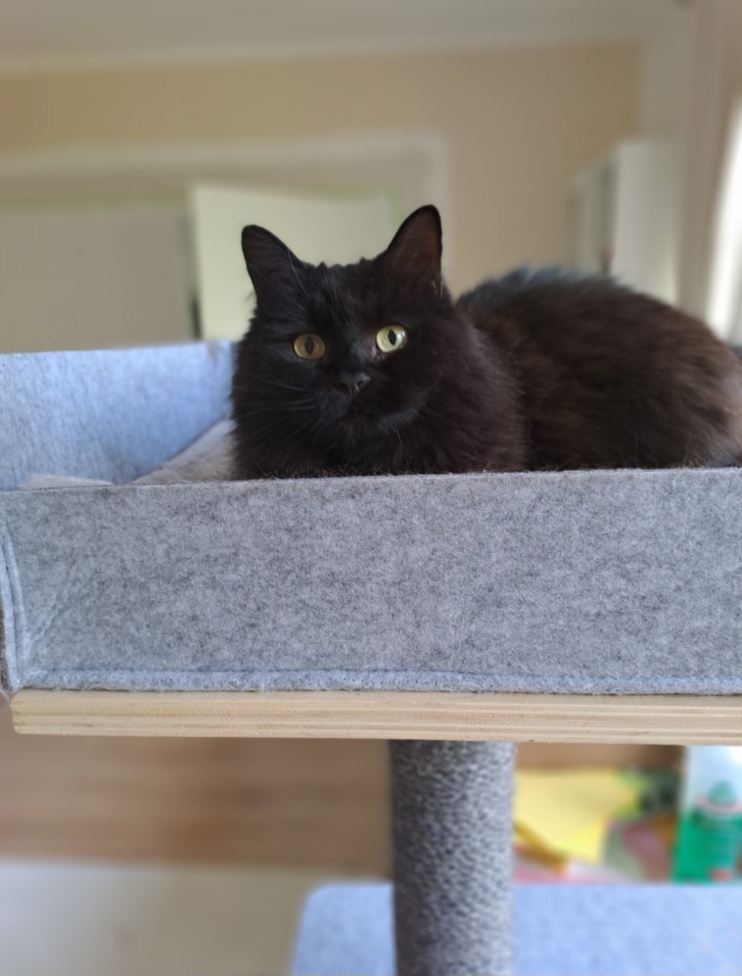 schwarze BKh Katze auf einem Kratzbaum während der Betreuung von Purrfect mobile Katzenbetreuung Berlin