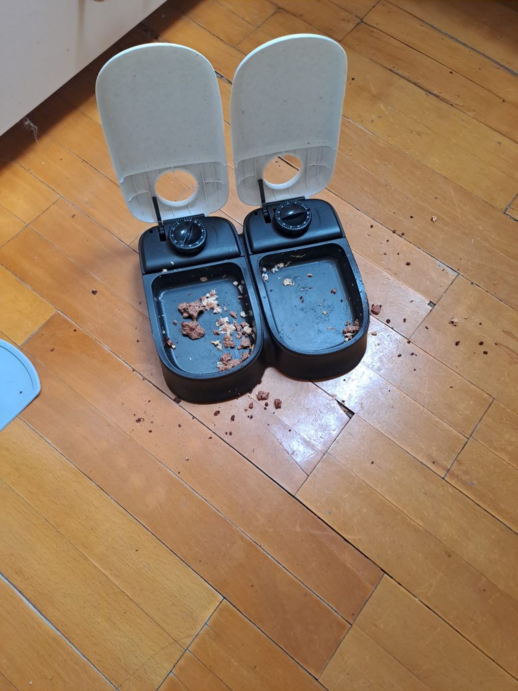 Auf dem Foto sieht man einen schmutzigen Katzen Futterplatz