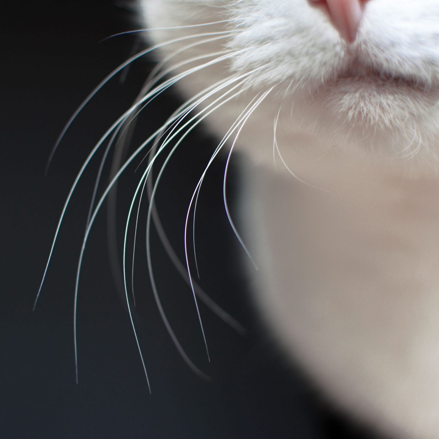 Auf dem Bild sieht man lange Schnurrhaare einer Katze