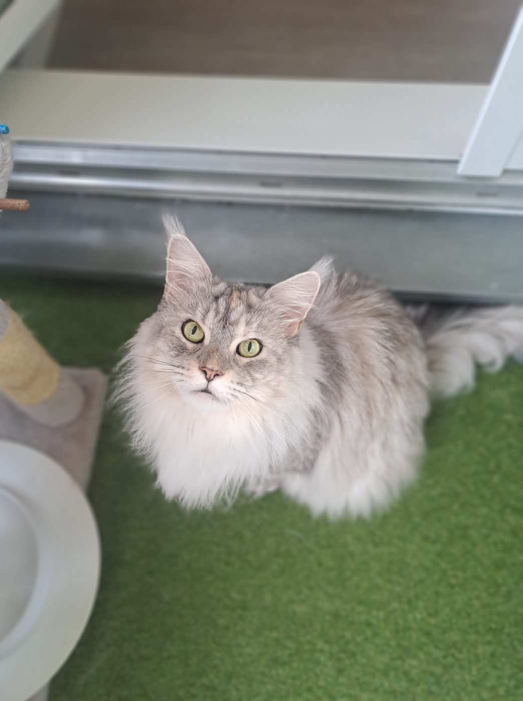 Maincoon Katze, betreut von Saskia Purrfect Katzensitter Berlin