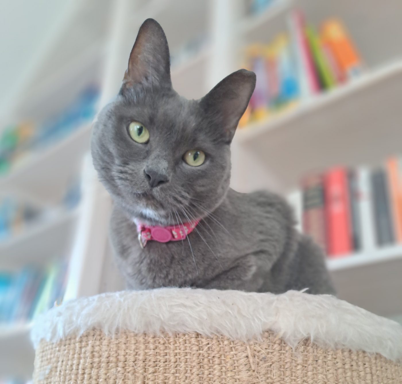 Auf dem Bild sieht man eine russisch blau Katze mit rosa Halsband, betreut von Purrfect Katzensitter Berlin