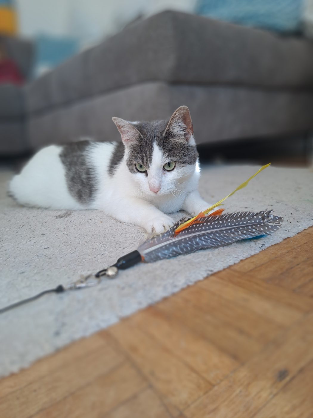 Gepunktete Katze die von Saskia, Purrfect Katzensitter in Berlin betreut wird