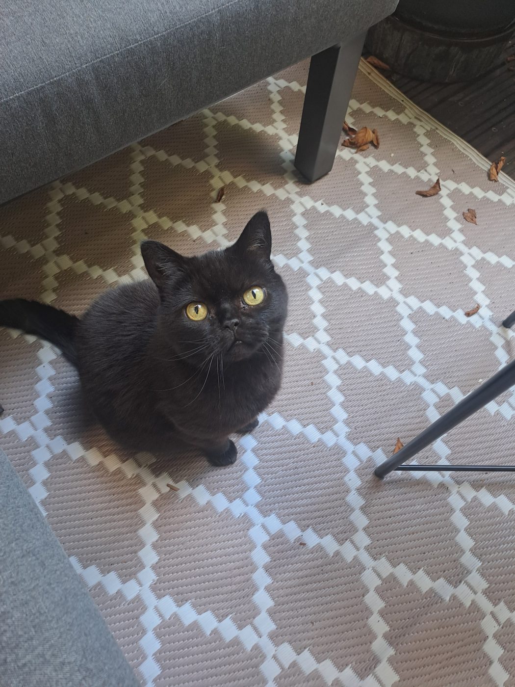 Schwarze Katze die betreut wird von Saskia, Katzensitter in Berlin