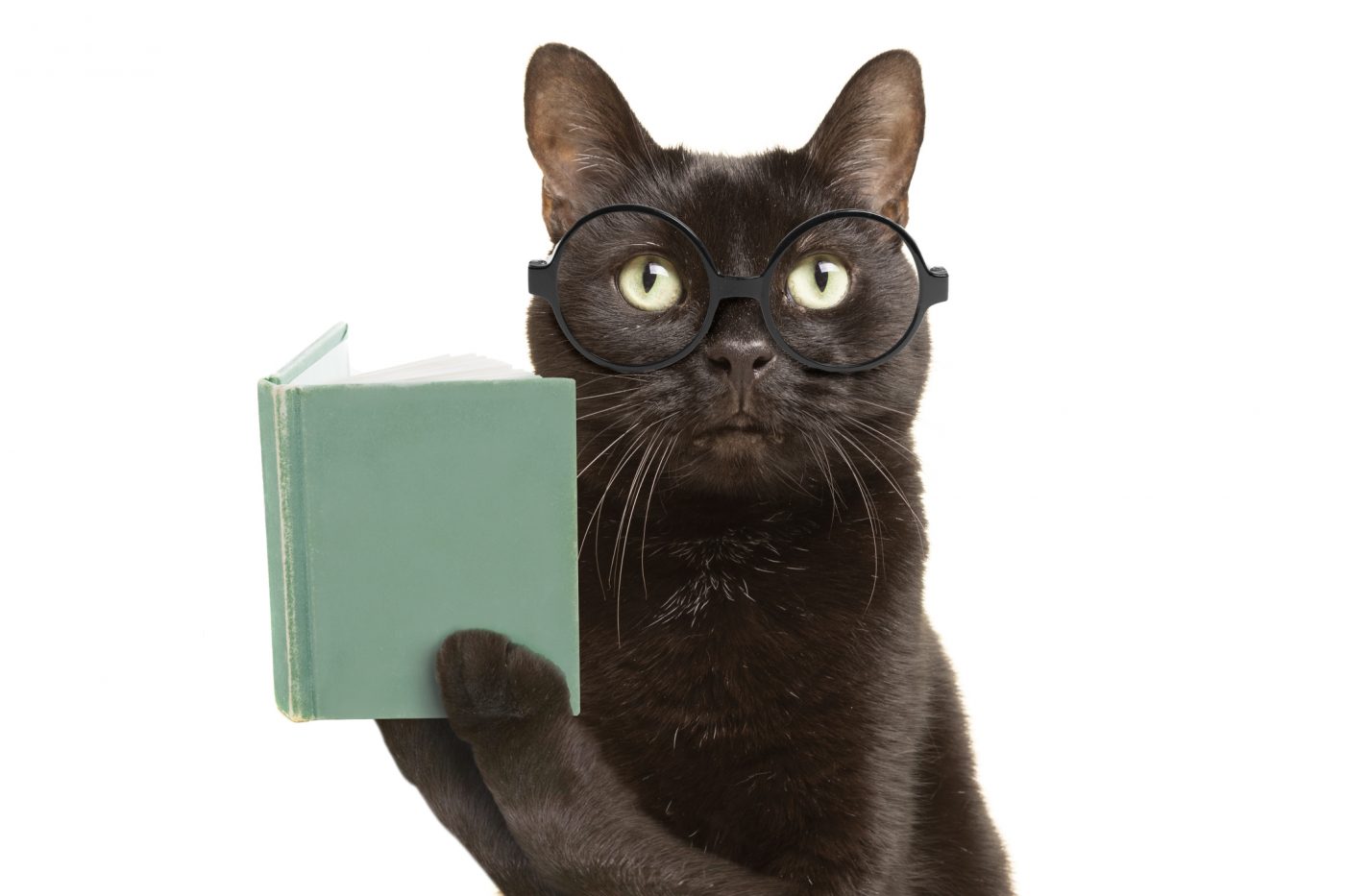 Schwarze Katze lernt. Fortbildung von Purrfect Katzensitter Berlin