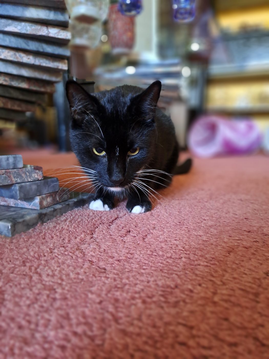 Auf dem Bild sieht man einen schwarzen Kater, betreut von purrfect katzensitter berlin