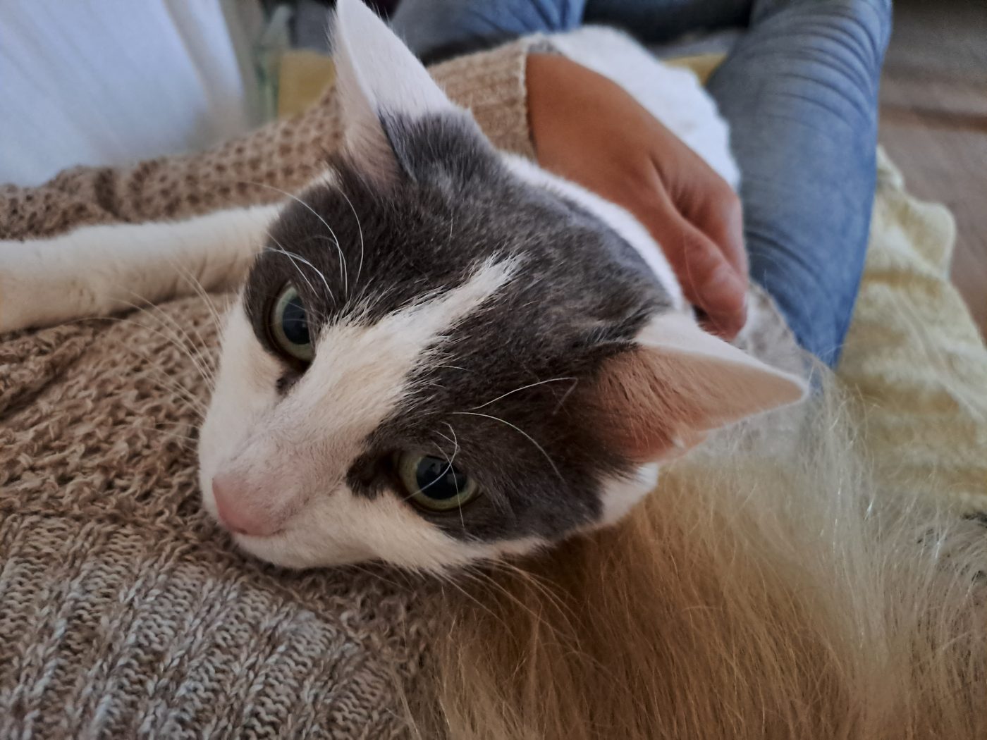 Saskia, Katzensitter Berlin hat Betreuungskatze in den Armen