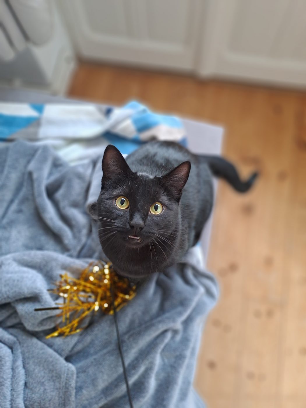 Auf dem Bild sieht man schwarze Katze mit Spielzeug. Purrfect mobile Katzenbetreuung