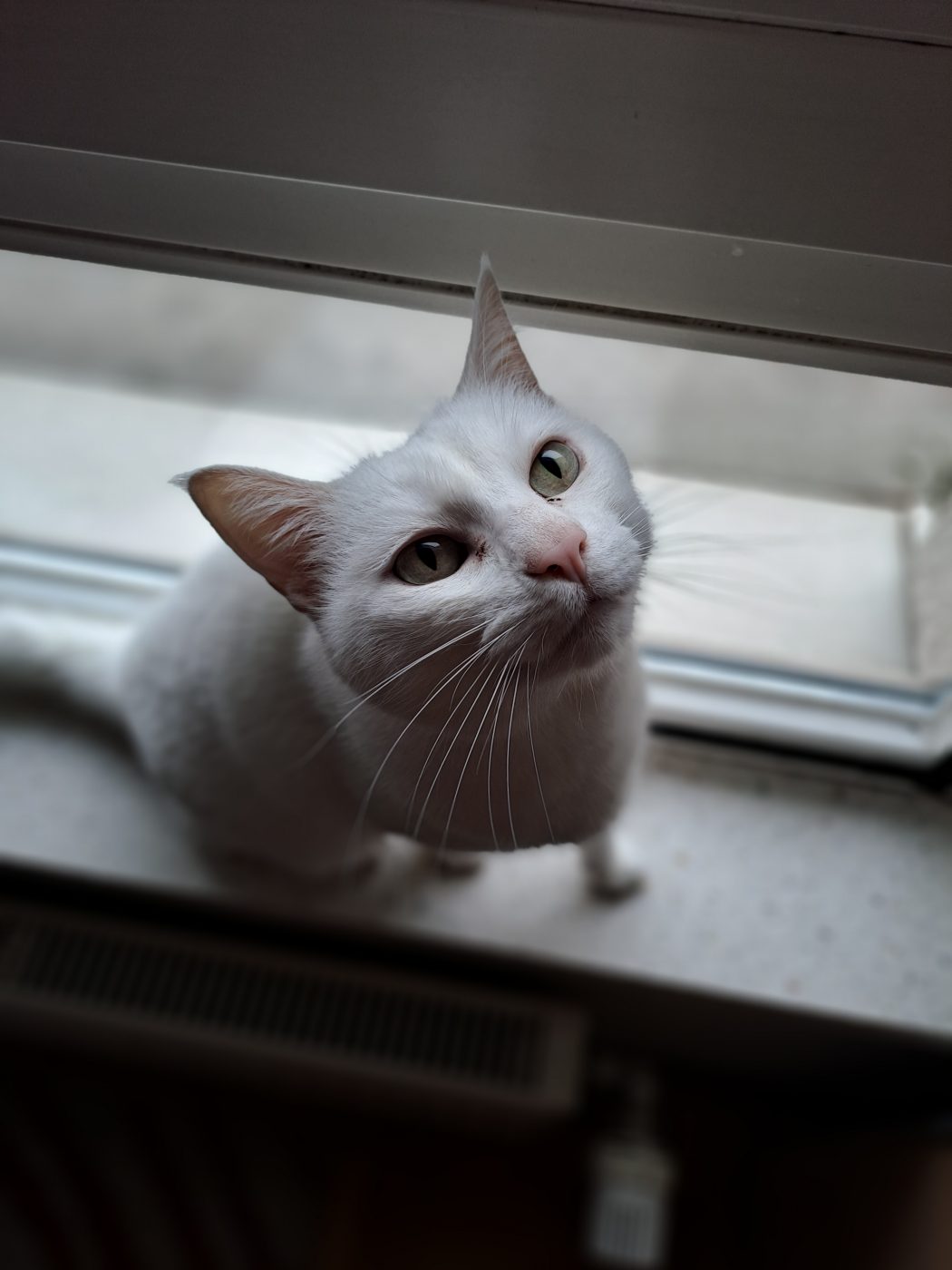 Auf dem Bild sieht man weiße Katze auf dem Fensterbrett. Purrfect mobile Katzenbetreuung