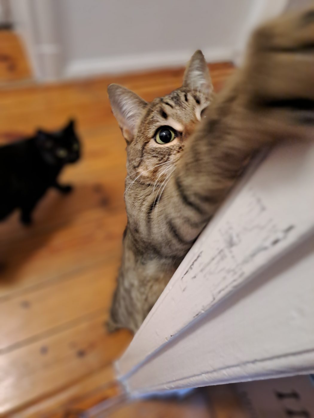 Auf dem Bild sieht man getigerte Katze, die sich an Tür hochstreckt. Purrfect mobile Katzenbetreuung