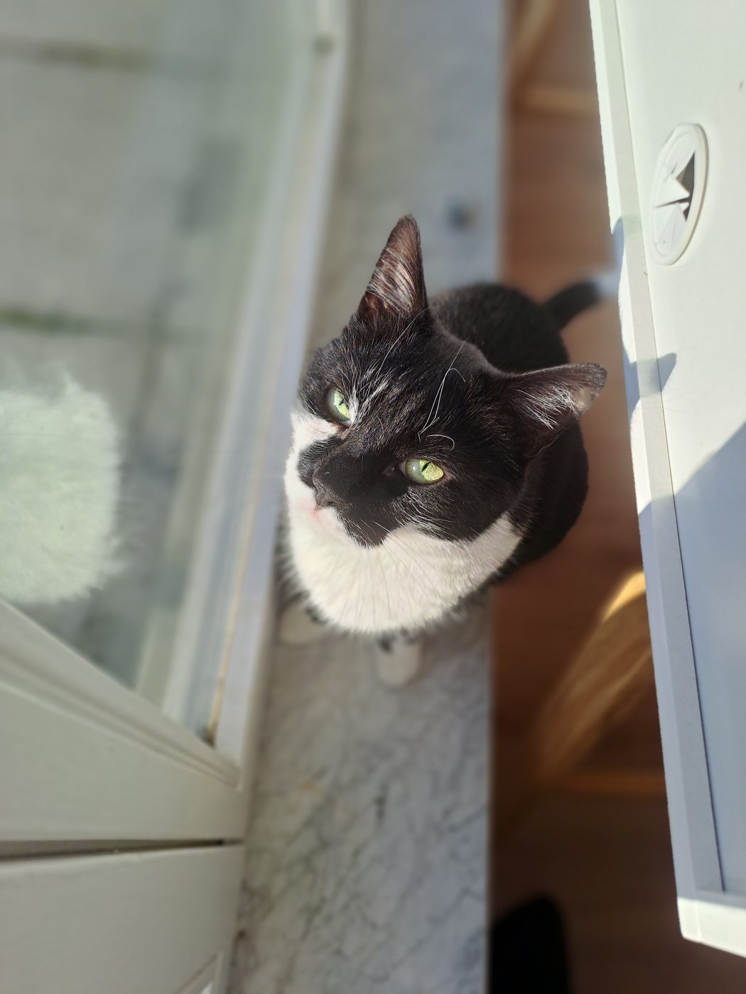 Auf dem Foto sieht man eine schwarz weiße Katze, betreut von Saskia Purrfect Katzensitter Berlin