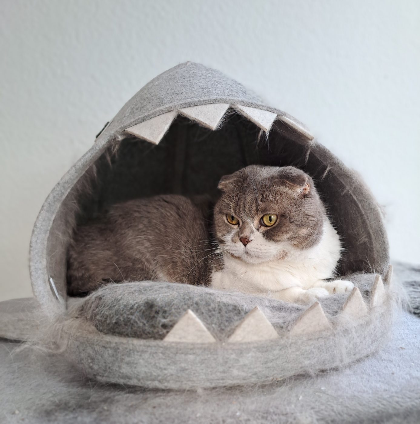 Auf dem Foto sieht man eine Scottish Fold Katze Haifisch Körbchen, betreut von Saskia, Purrfect Katzensitter Berlin