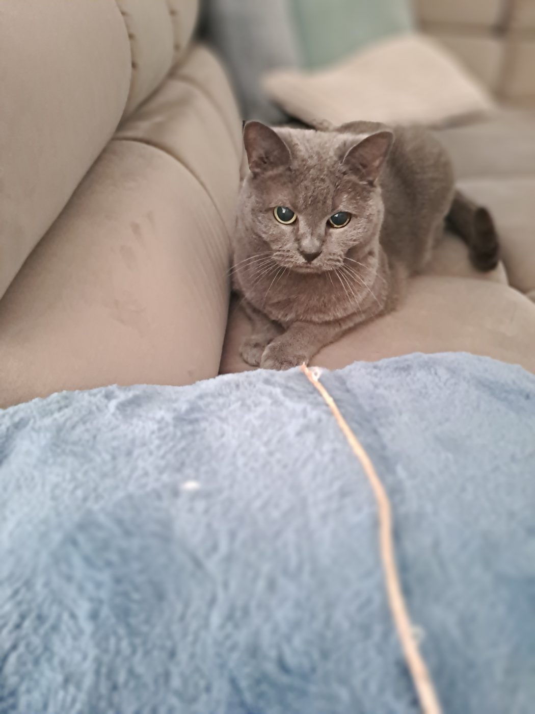 Auf dem Foto sieht man eine Russisch Blau Katze, betreut von dem Katzensitter Saskia, Purrfect Katzensitter Berlin