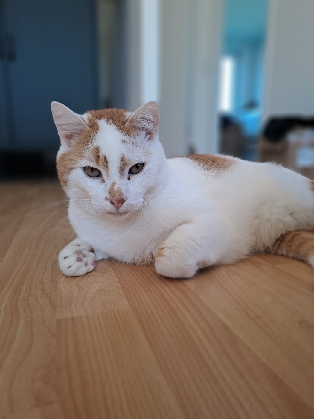 Auf dem Foto sieht man einen weiß-roten Kater liegend am Boden, betreut vom Katzensitter Saskia, Purrfect Katzensitter in Berlin