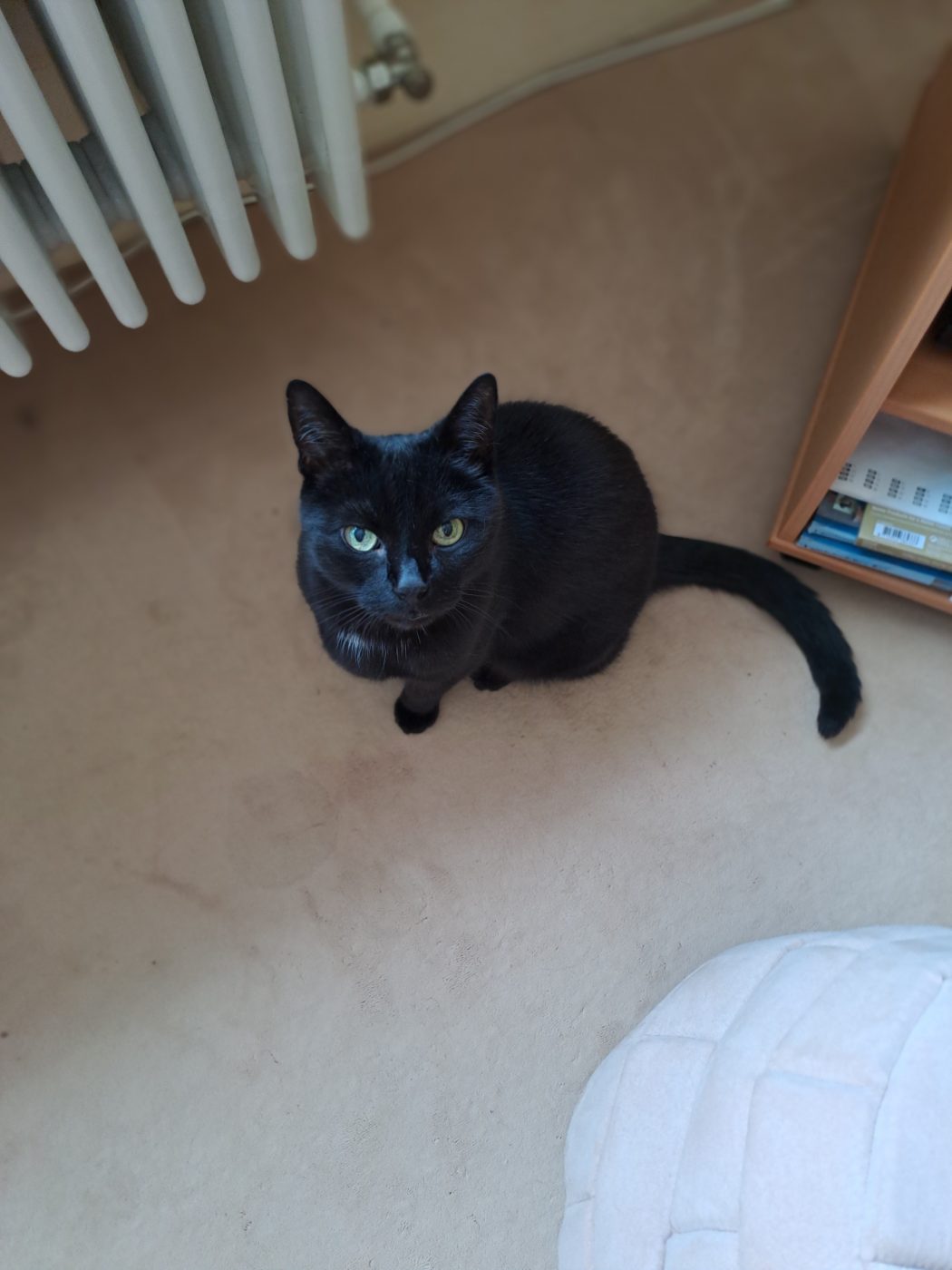 Auf dem Foto sieht man einen schwarzen Kater, betreut vom Katzensitter Saskia, Purrfect Katzensitter in Berlin
