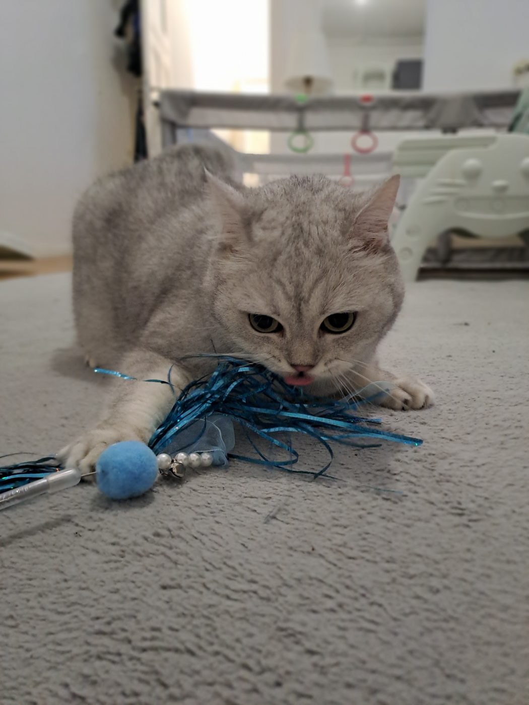 Auf dem Bild sieht man eine spielende BKH Katz, betreut von Katzensitter Saskia Purrfect Katzensitter in Berlin