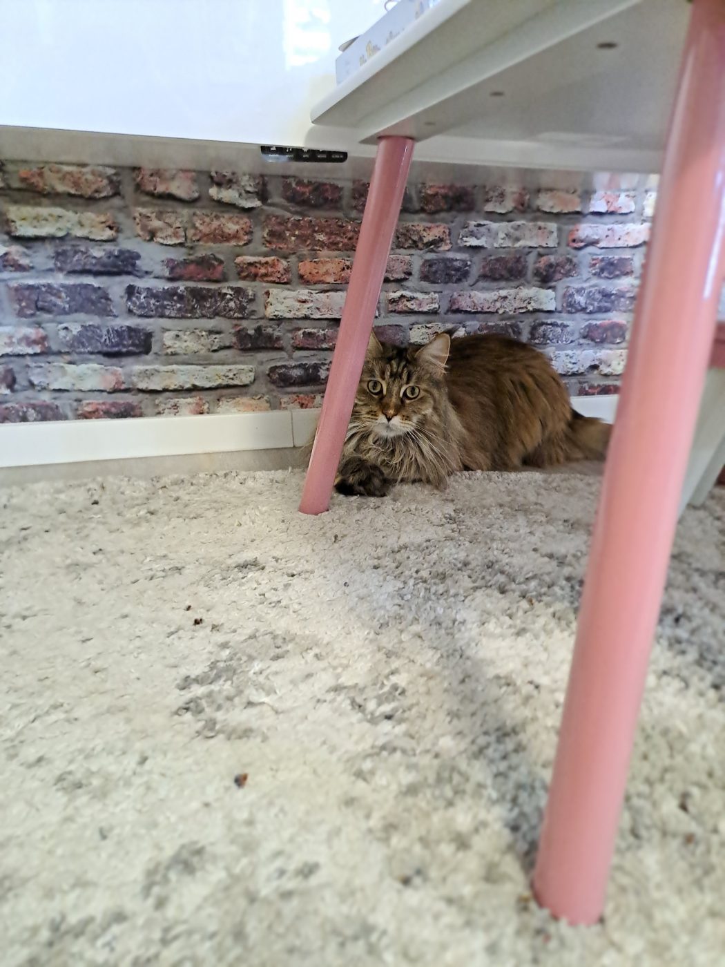 Auf dem Bild sieht man eine scheue Maincoon Katze, betreut von dem Katzensitter Saskia Purrfect Katzensitter Berlin