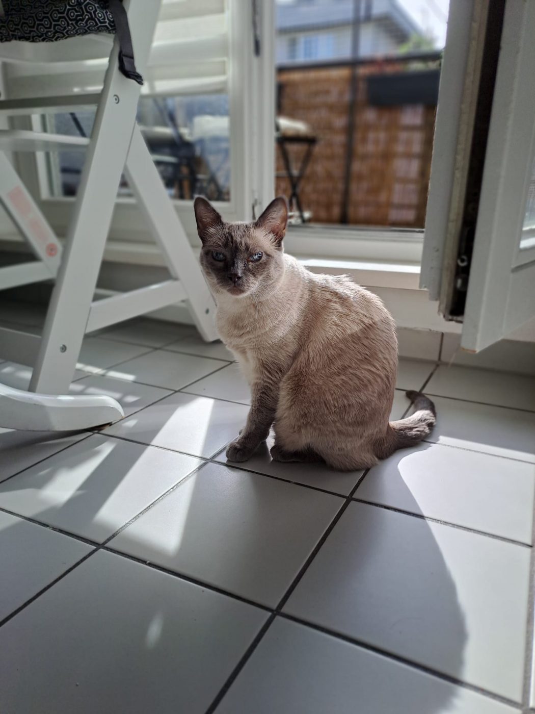 Auf dem Bild sieht man eine Siamkatze, betreut von Saskia, Katzensitter in Berlin