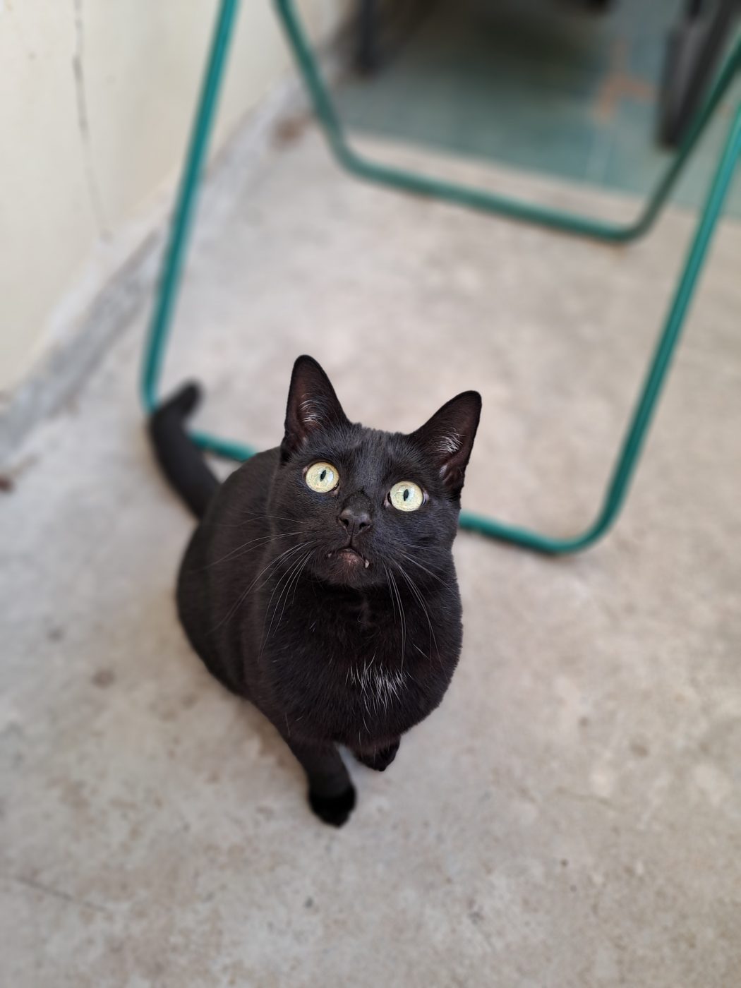 Schwarze Katze schaut hoch betreut von dem Katzensitter Purrfect mobile Katzenbetreuung Berlin
