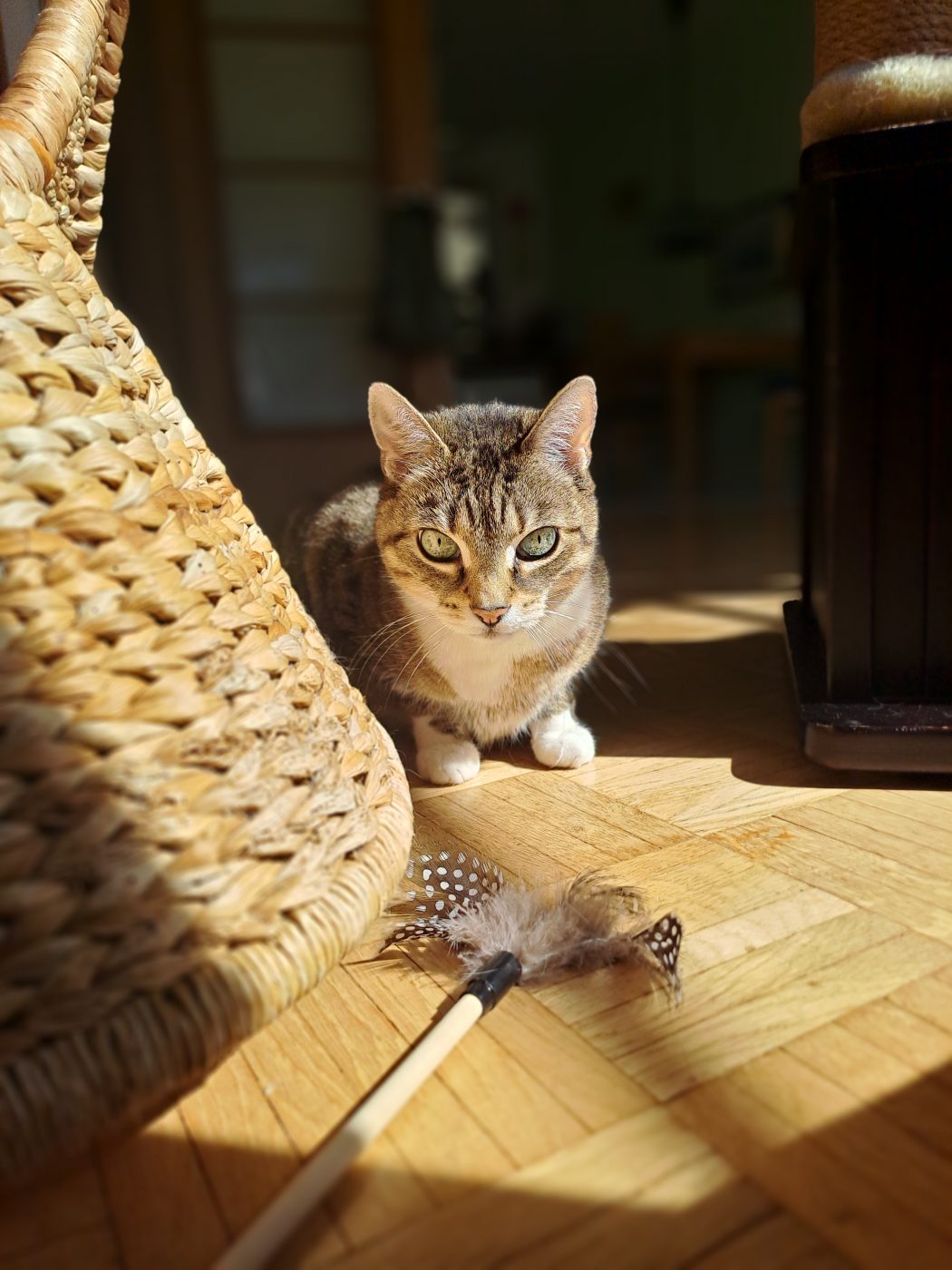 Auf dem Bild sieht man eine getigerte Katze in der Sonne, betreut von dem Katzensitter Purrfect mobile Katzenbetreuung Berlin