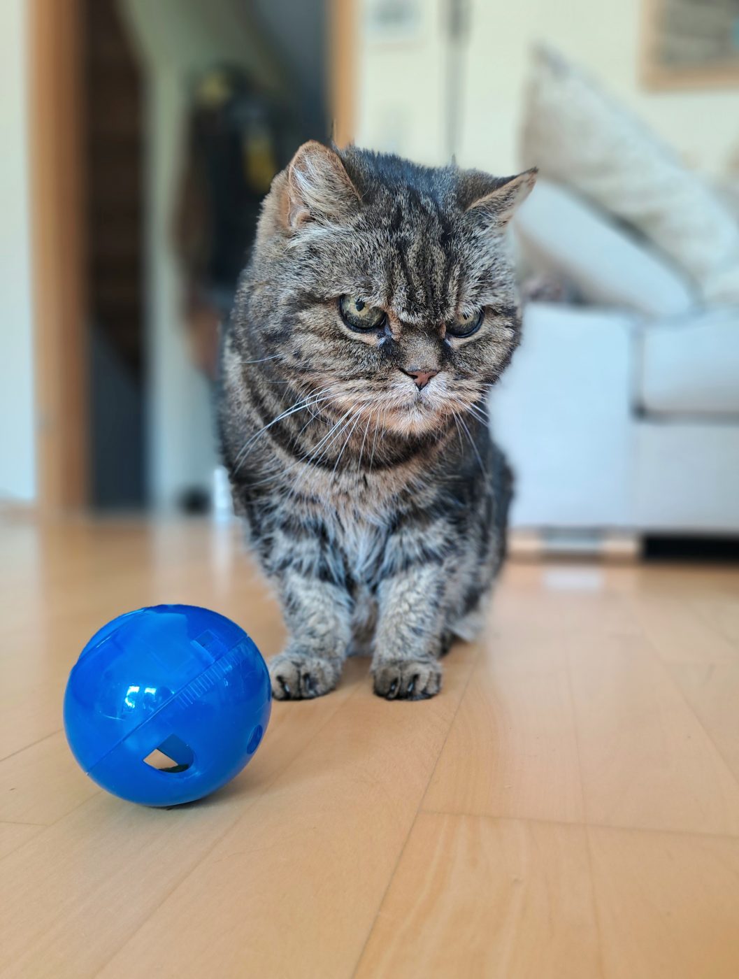 Auf dem Bild sieht man eine Seniorenkatze mit einem Snackball, betreut von dem Katzensitter Saskia, Purrfect Katzensitter Berlin