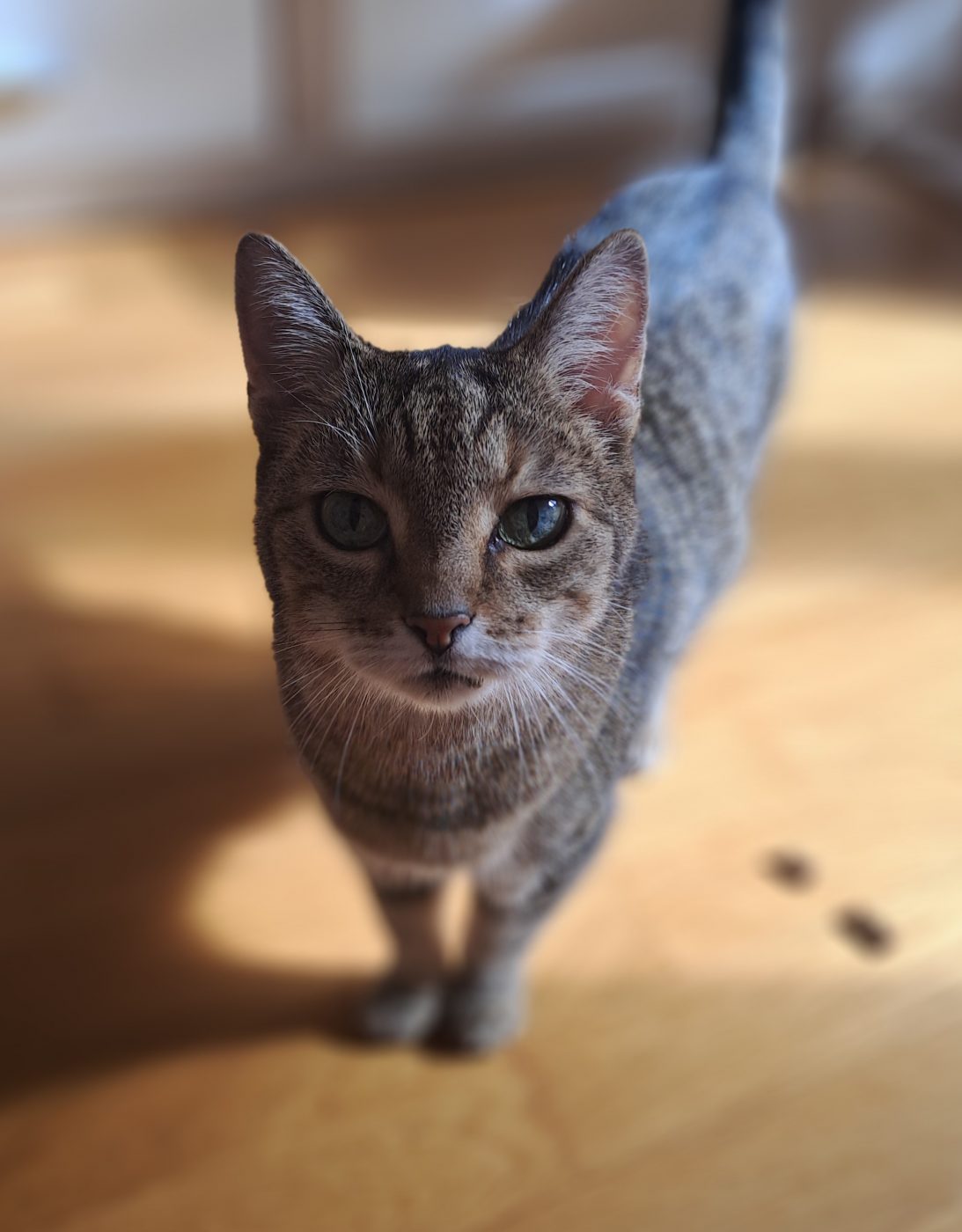 Auf dem Bild sieht man eine alte EKH Katze, betreut von dem Katzensitter Saskia, Purrfect Katzensitter Berlin