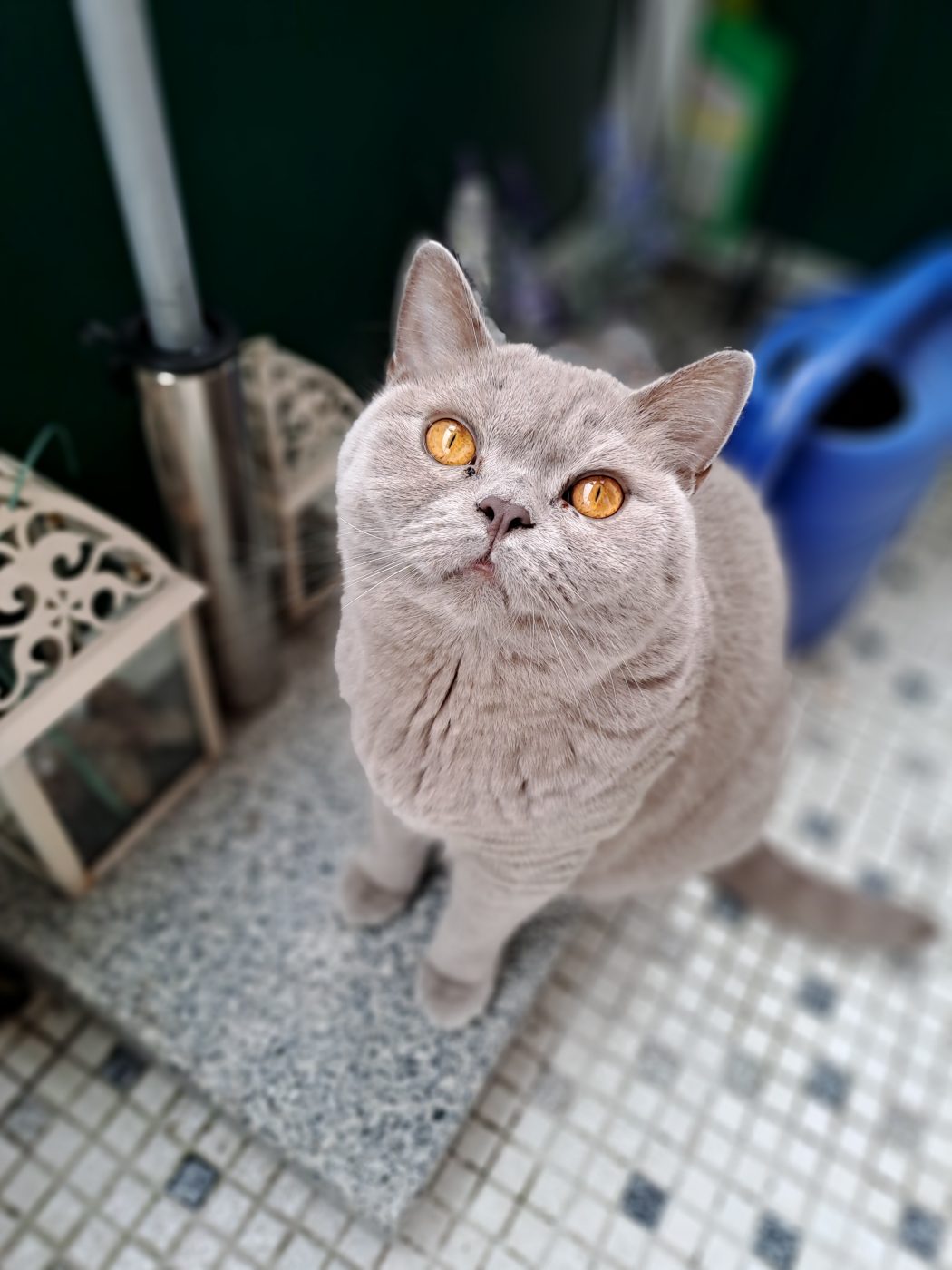 Auf dem Foto sieht man eine graue British Kurzhaar Katze auf dem Balkon, blickt hoch zu dem Katzensitter Saskia von Purrfect mobile Katzenbetreuung Berlin