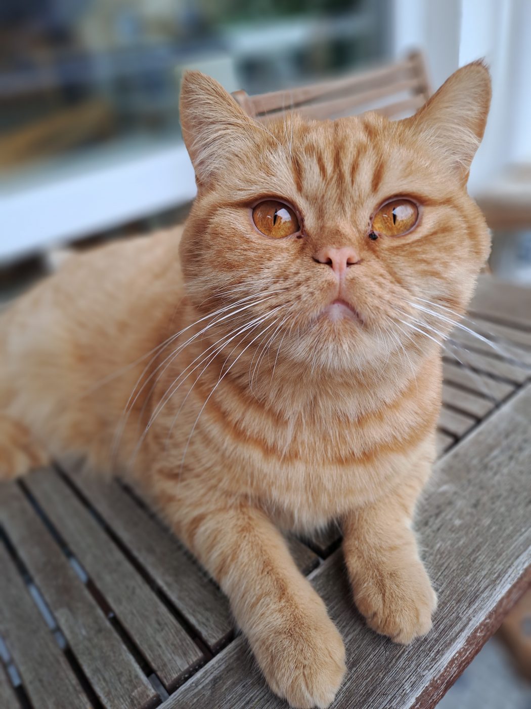 Eine rote British Kurzhaar Katze liegt draußen auf dem Balkon auf einem Tisch