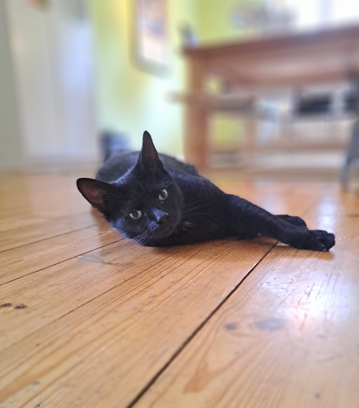 Auf dem Bild sieht man eine schwarze Katze, liegend auf dem Boden, betreut von dem Katzensitter Saskia von Purrfect Katzensitter Berlin
