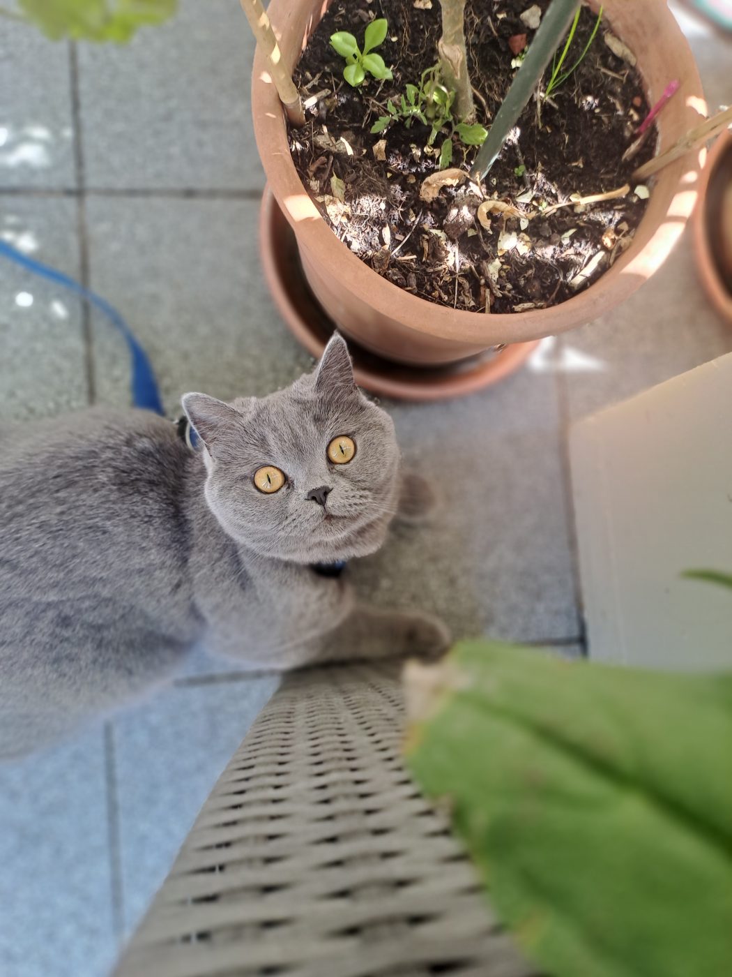 Auf dem Foto sieht man eine graue British Kurzhaar Katze, die auf der Terasse liegt. Sie hat Freigang mit einem Katzengeschirr und Leine